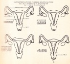 menstrual-diagram